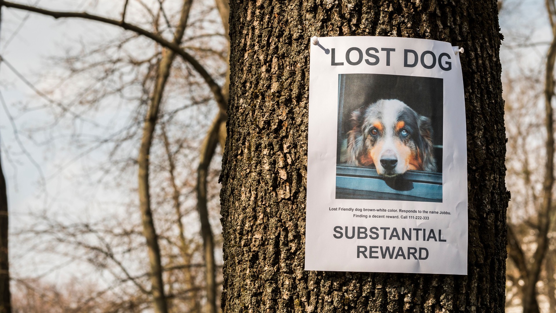 A flyer with information about a missing dog is hanging on a tree in the park. Missing pets